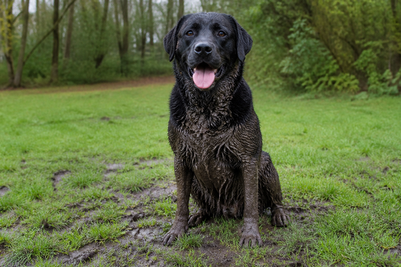 Why Tiny Pet Wipes Fail on a Really Muddy Dog